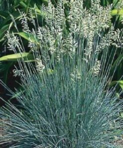 Alternative view of 100 BLUE Sheeps FESCUE GRASS Fesnea Ovina Glauca Aestivum Seeds