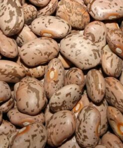 Alternative view of 50 PINTO BEAN Phaseolus Vulgaris Vegetable Seeds