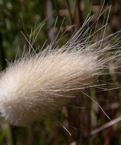 100 BUNNY TAILS GRASS (Hares Tail) Ornamental Lagurus Ovatus Seeds