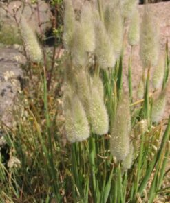 Alternative view of 100 BUNNY TAILS GRASS (Hares Tail) Ornamental Lagurus Ovatus Seeds