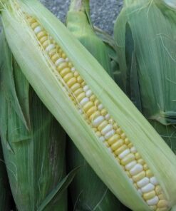 Alternative view of 60 BICOLOR CORN DELECTABLE Yellow & White Zea Mays Vegetable Seeds