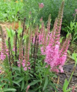 Alternative view of 50 Mixed Colors VERONICA SIGHTSEEING MIXTURE (Spike Speedwell) Veronica Spicata Flower Seeds