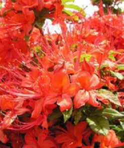 Alternative view of 10 RED CUMBERLAND AZALEA Rhododendron Cumberlandense Bush Shrub Flower Seeds