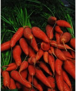 Alternative view of 1500 LITTLE FINGERS CARROT Daucus Carota Vegetable Seeds