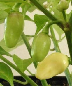 Alternative view of 50 Hot WHITE HABANERO PEPPER Capsicum Chinense Vegetable Seeds