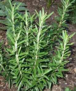 Alternative view of 100 ROSEMARY Rosmarinus Officinalis Herb Flower Seeds