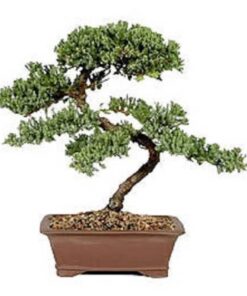 Alternative view of 20 Common HENNA Mehandi Dye Plant Lawsonia Inermis Tattoo Flower Tree Seeds Comb S/H