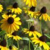 100 YELLOW CONEFLOWER Ratibida Pinnata Flower Seeds
