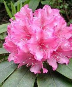 Alternative view of 50 Rosebay RHODODENDRON Maximum White Pink Laurel Bush Shrub Flower Seeds