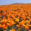 1000 ORANGE CALIFORNIA POPPY Eschscholzia Californica Flower Seeds