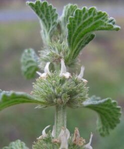 Alternative view of 100 White HOREHOUND Marrubium Vulgare Herb Flower Seeds