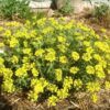 1000 GOLDEN TUFT ALYSSUM Basket of Gold