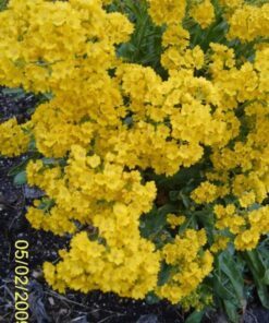Alternative view of 1000 GOLDEN TUFT ALYSSUM Basket of Gold