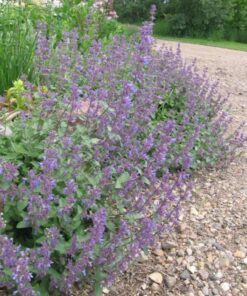 Alternative view of 50 PERSIAN CATMINT Mussins Nepeta Racemosa Flower Seeds