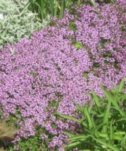 Alternative view of 1000 THYME Common English German French Garden or Winter Thymus Vulgaris Herb Flower Seeds