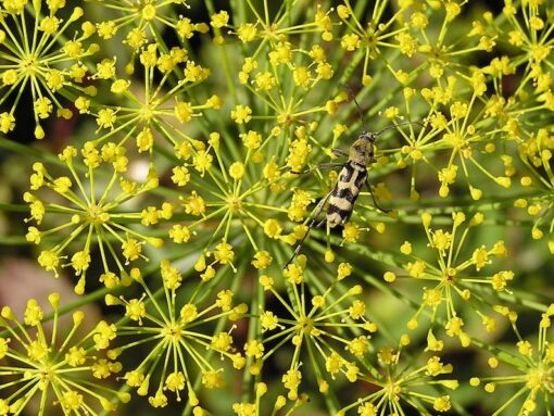 2500 BOUQUET DILL Anethum Graveolens Herb Flower Seeds
