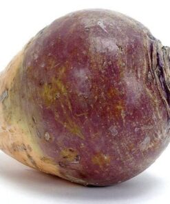 Alternative view of 3000 LAURENTIAN RUTABAGA Brassica Napus Vegetable Seeds