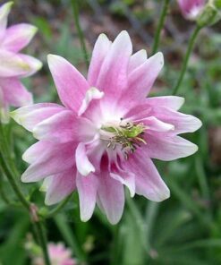 Alternative view of 100 MIXED EUROPEAN COLUMBINE Aquilegia Flower Seeds