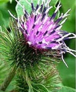Alternative view of 200 Great BURDOCK Arctium Lappa (Edible Burdock / Cockle Button / Beggar's Buttons) HERB Flower Seeds