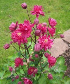 Alternative view of 50 Clementine RED DOUBLE COLUMBINE Aquilegia Vulgaris Flower Seeds