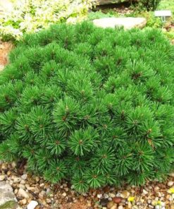 Alternative view of 25 MUGO PINE Dwarf Evergreen Pinus Pumilio Shrub Seeds Comb S/H