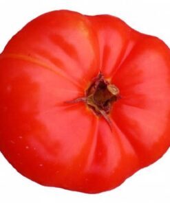 Alternative view of 500 ACE 55 TOMATO Lycopersicon Lycopersicum Fruit Vegetable Seeds