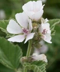 Alternative view of 50 WHITE MARSH MALLOW Althea Officinalis Flower Seeds