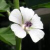 50 WHITE MARSH MALLOW Althea Officinalis Flower Seeds