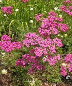 Alternative view of 250 PINK Cerise QUEEN YARROW Achillea Millefolium Flower Seeds