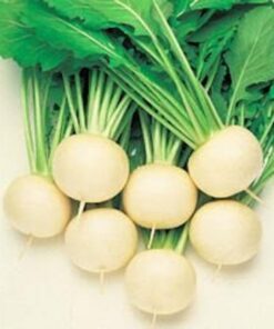 Alternative view of 300 WHITE EGG TURNIP Brassica Rapa Vegetable Seeds