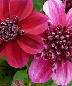 Alternative view of 50 EARLY BIRD DAHLIA Variabilis Mixed Colors Flower Seeds