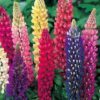 75 Mixed Colors RUSSELL LUPINE (Streamside