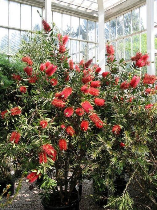 40 CRIMSON BOTTLEBRUSH Callistemon Citrinus Flowering Shrub Bush Small Tree Seeds