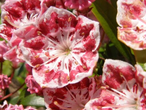50 MOUNTAIN LAUREL White Pink Red Kalmia Latifolia Shrub Bush Seeds Comb S/H