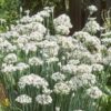 250 GARLIC CHIVE Allium Tuberosum Vegetable Seeds