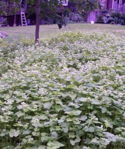 Alternative view of 200 BUCKWHEAT Fagopyrum Esculentum Grain Cover Crop Ground Cover Flower Vegetable Seeds