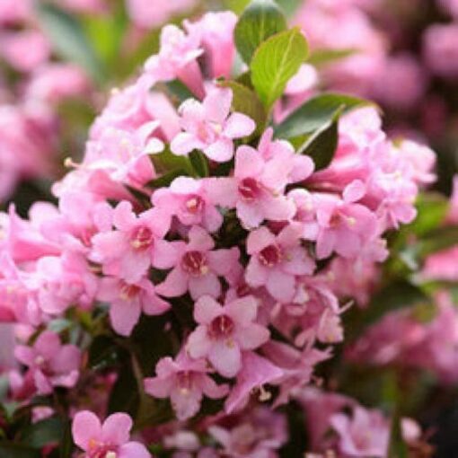 50 OLD FASHIONED WEIGELA Florida Bush Shrub Flower Seeds Comb S/H