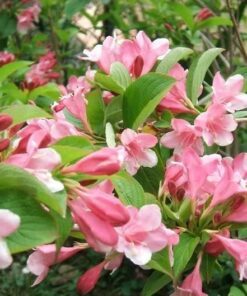 Alternative view of 50 OLD FASHIONED WEIGELA Florida Bush Shrub Flower Seeds Comb S/H