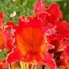 15 Red AFRICAN TULIP TREE (Fire Tree / Flame of the Forest / Fountain Tree) Spathodea Campanulata Seeds