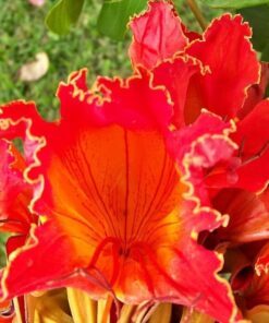15 Red AFRICAN TULIP TREE (Fire Tree / Flame of the Forest / Fountain Tree) Spathodea Campanulata Seeds