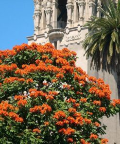 Alternative view of 15 Red AFRICAN TULIP TREE (Fire Tree / Flame of the Forest / Fountain Tree) Spathodea Campanulata Seeds