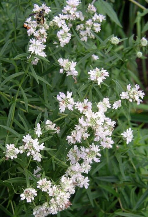 400 HAIRY MOUNTAIN MINT Pycnanthemum Pilosum Herb Flower Seeds