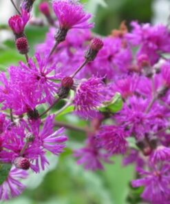 Alternative view of 250 PURPLE IRONWEED Vernonia Fasciculata Flower Seeds
