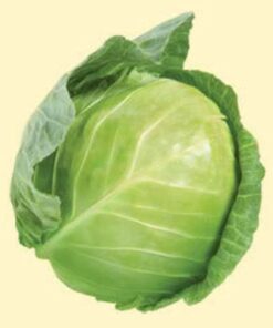 Alternative view of 500 DANISH BALLHEAD CABBAGE Brassica Oleracea Capitata Vegetable Seeds