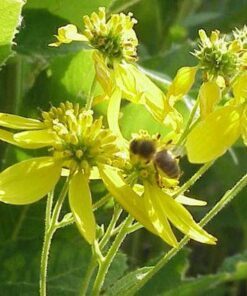 Alternative view of 250 WINGSTEM / YELLOW IRONWEED Verbesina Alternifolia Flower Seeds