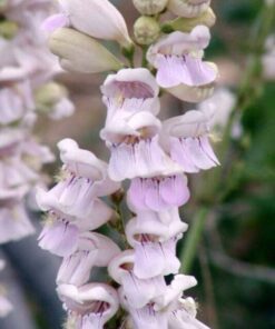 Alternative view of 500 PALE BEARDTONGUE Penstemon Pallidus Flower Seeds
