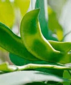 Alternative view of 20 FORDHOOK LIMA BEAN Phaseolus Lunatus Bush Bean Vegetable Seeds
