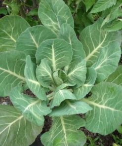 1000 GEORGIA COLLARDS (SOUTHERN or Walking Collards) Collard Greens Brassica Oleracea Acephala Vegetable Seeds