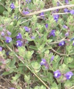 Alternative view of 100 HOARY / DOWNY SKULLCAP Scutellaria Incana Flower Seeds