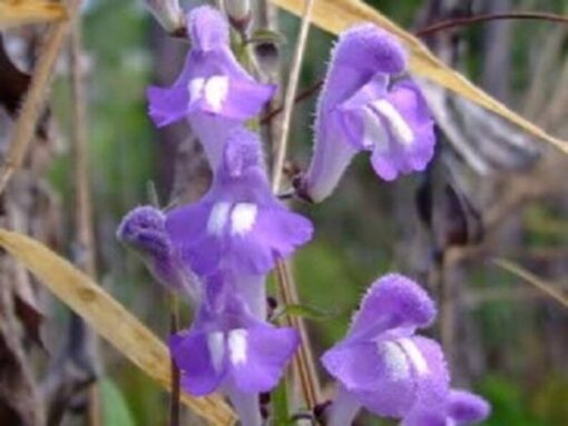 100 HOARY / DOWNY SKULLCAP Scutellaria Incana Flower Seeds